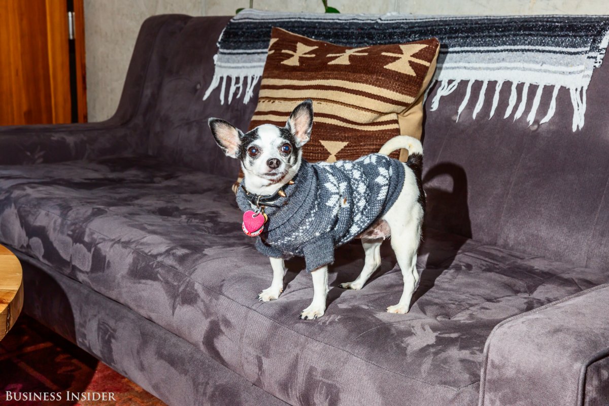 During our tour we met Benjals, another one of the ubiquitous, remarkably well-behaved dogs roaming the office.