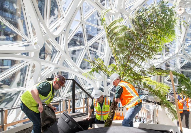 (Here's an official Amazon photo of the first plant going into the soil from the inside.)