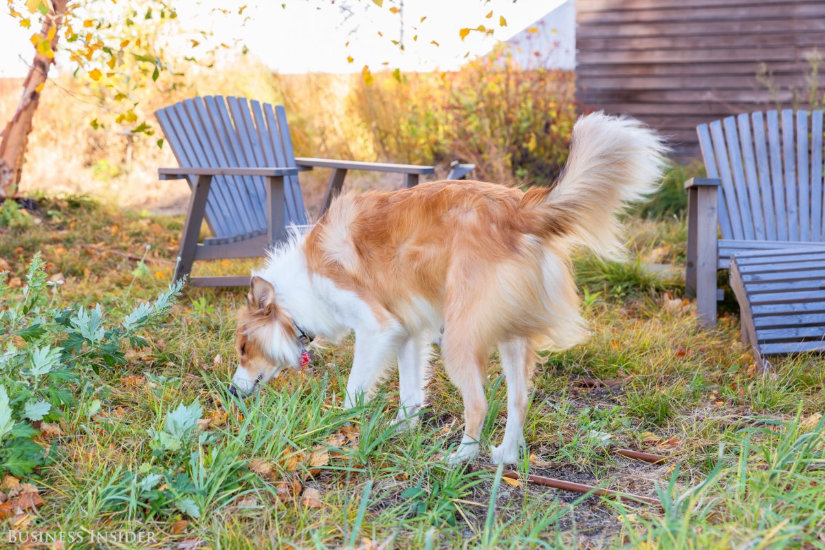 "In the summertime, this is a lush bed of grass," Mirisola says. "People will just sit and work and lounge." Jelly's definitely a big fan of the garden too.