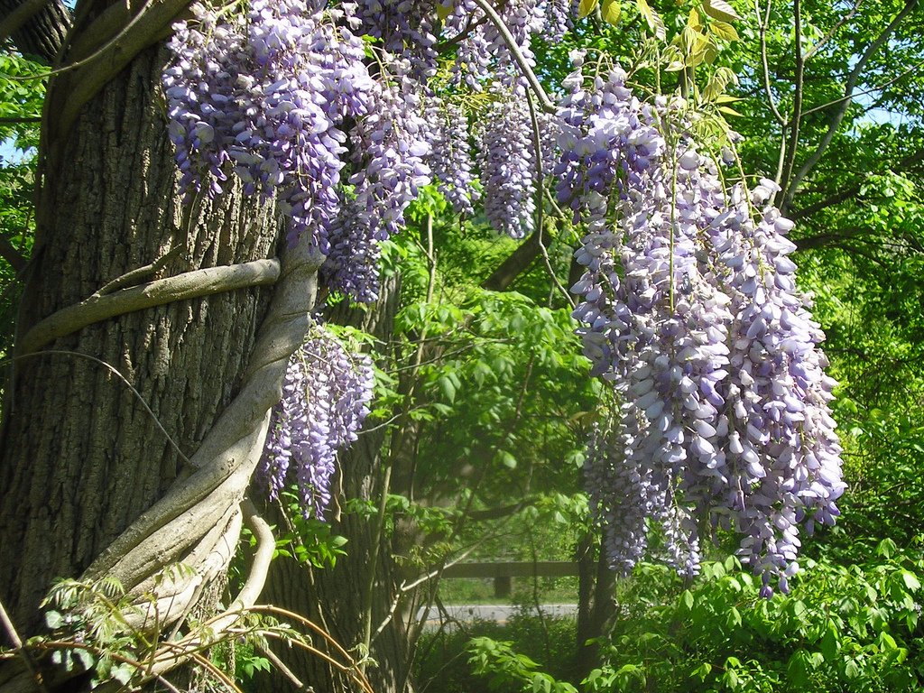 Wisteria